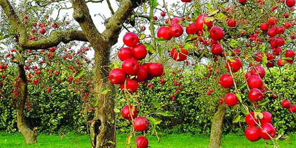 Apple Garden
