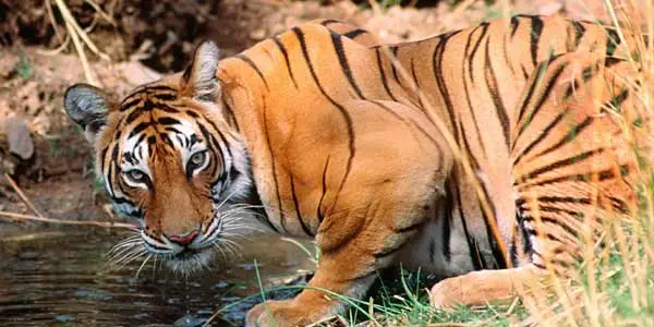 The Indian Splendor