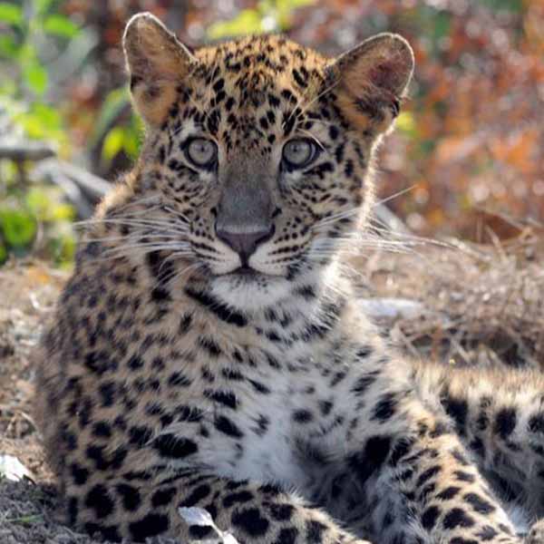 Delhi Bera 3 Days Tour Package