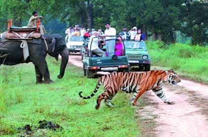Jim Corbett Tiger Safari