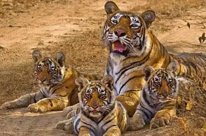 national Park and Sanctuary in Rajasthan
