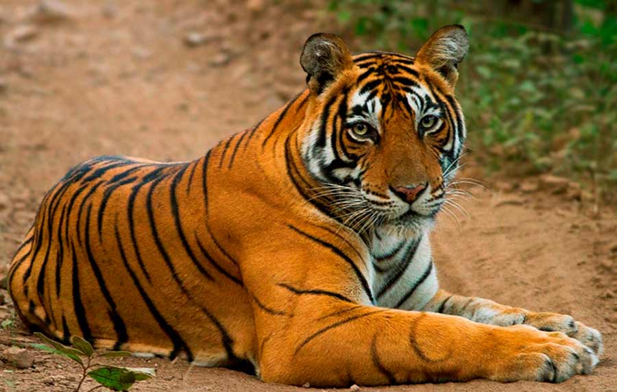 Jim Corbett con Nainital Tour