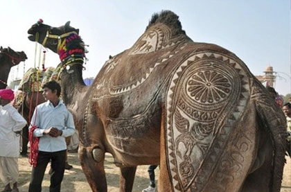 Rajasthan Tour