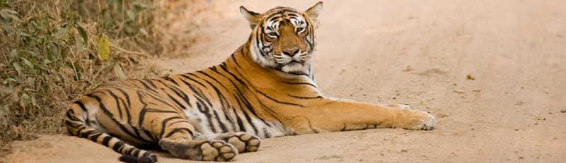 Delhi Tours