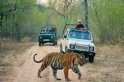 Sariska Ranthambore Tour