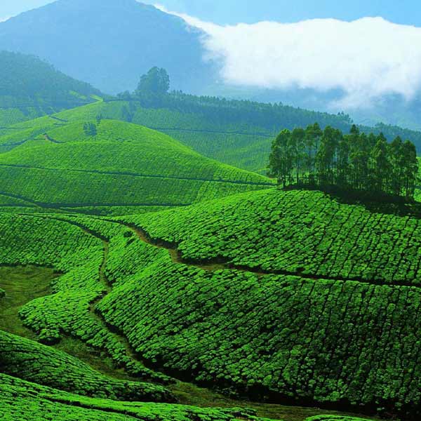 Munnar Tour package