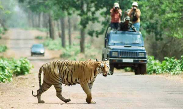 Ranthambore Jungle Safari